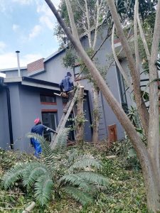 Tree felling